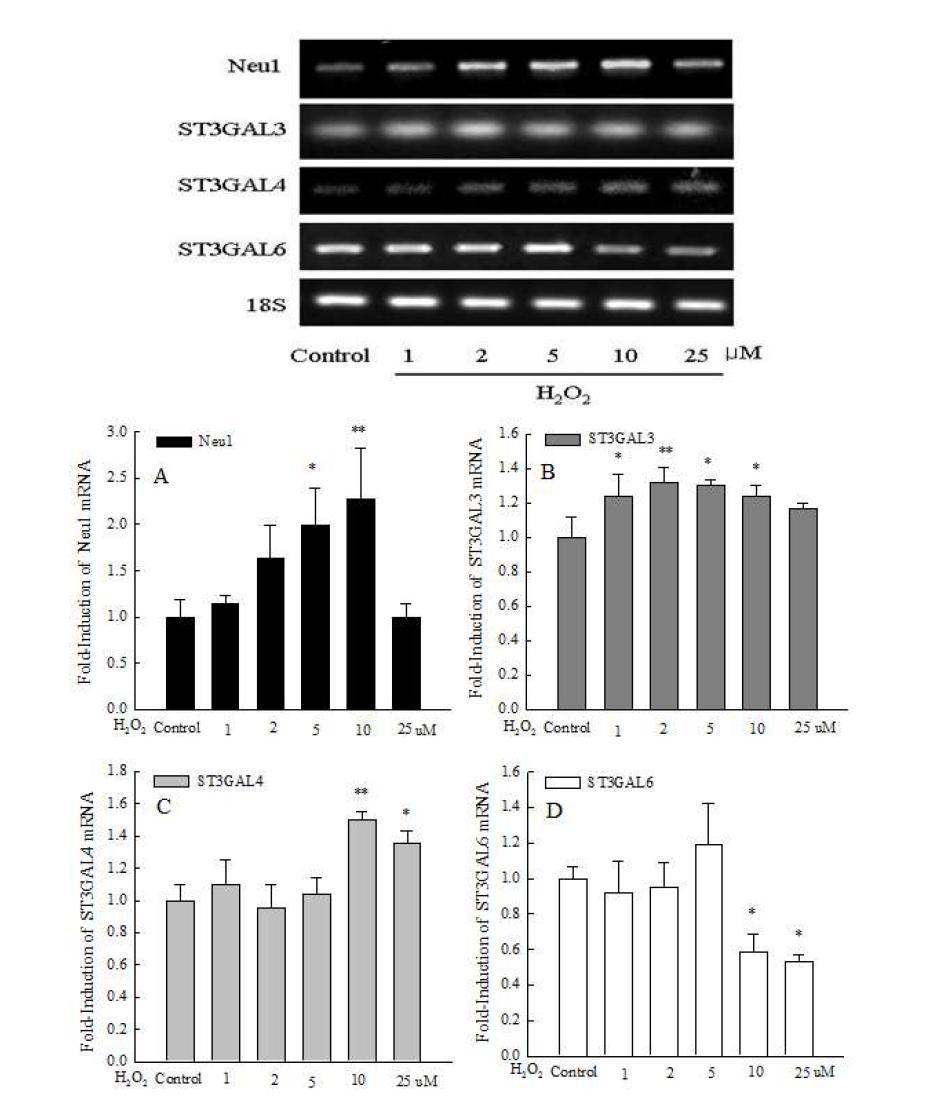 Effect of H2O2 on Neu1, ST3GAL3, ST3GAL4 and ST3GAL6 mRNAexpression in SK-N-SH cells. The SK-N-SH cells were incubated infresh RPMI1640 with H2O2 from 1 to 25 M for 6 μ h. The quantity of Neu1,ST3GAL3, ST3GAL4 and ST3GAL6 mRNA in each sample was normalizedto the quantity of 18S rRNA (18S).