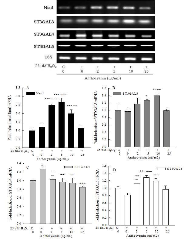 Effect of anthocyanin and H2O2 on Neu1, ST3GAL3, ST3GAL4 and ST3GAL6mRNA expression in SK-N-SH cells. The SK-N-SH cells were incubated in freshRPMI1640 with anthocyanin from 1 to 25 μM for 2 h. The anthocyanin containingmedia was removed and replaced with medium containing 25 μM H2O2. The cells wereexposed to 25 μM H2O2 for 6 h. The quantity of Neu1, ST3GAL3, ST3GAL4 andST3GAL6 mRNA in each sample was normalized to the quantity of 18S rRNA (18S).