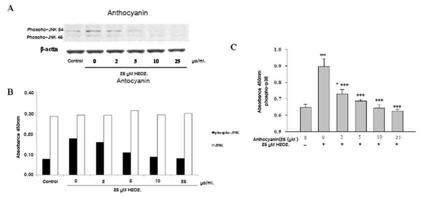 Effect of anthocyanin on H2O2-induced phosphorylation of JNK and p38 MAP kinase inSK-N-SH cells. Results are from three experiments and expressed as the mean ±SD (n=3).