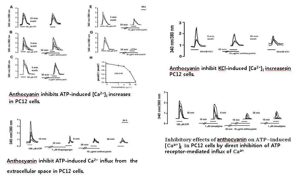 PC12 세포에서 검정콩 anthocyanin의 세포내 [Ca2+]i 증가 억제를 통한 신경세포 사멸 억제 효과.