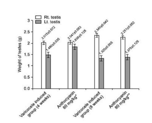 (Left). Change of testis weight in varicocele mouse model by anthocyanin tratment