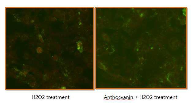 TUNEL stain in chronic oxidative stress model by anthocyanin treatment