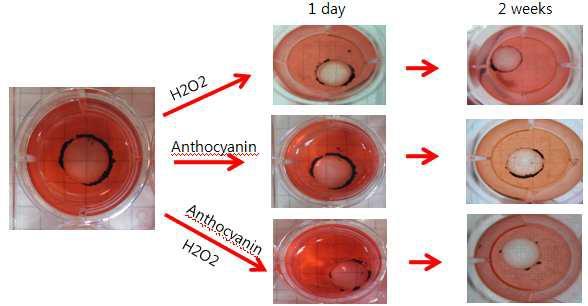 Change of lens turbidity after treatment of blackbean anthocyanin in pig
