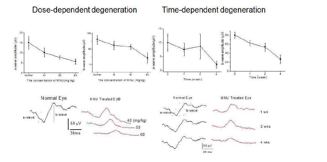 ERG analysis of retinal degeneration by MNU concentration and time after treatment