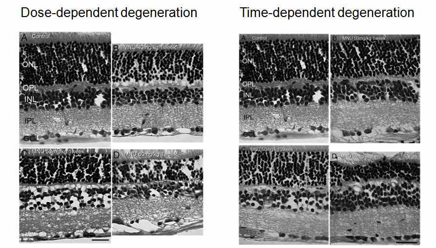 Trend of retinal degeneration by MNU concentration and time after treatment.H&E staining