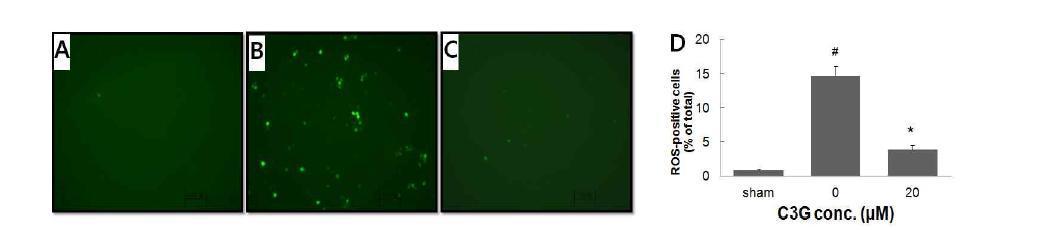 DCF-DA stain to evaluate antioxidative effect of balckbean anthocyanin (C3G)