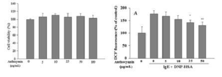 CYTOTOXIC EFFECT OF ANTHOCYANINS ON rbl-2H3 cells. The date are themeans ±SD (n=4)