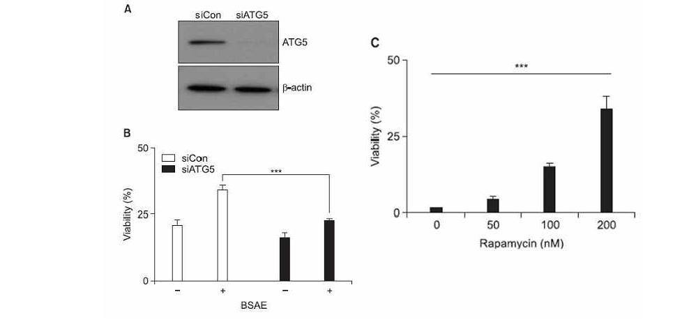 Inhibition of ATG5 expression by ATG5siRNA (A). ATG5 siRNA effecton cell survival increased by anthocyanin (B). rapamycin effect on cellcount decrease by OGD ?