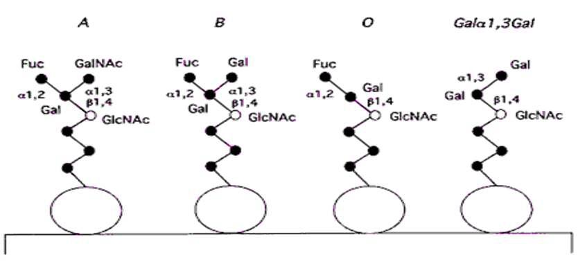 ABO 혈액형의 구조 및 Gal-α1,3-Gal terminal carbohydrate 구조