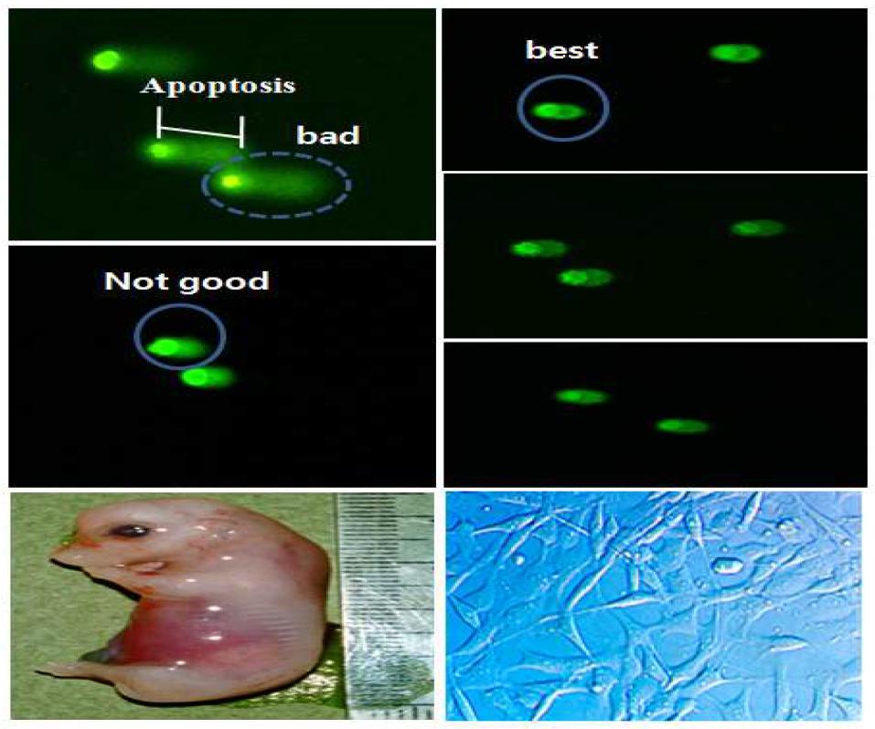 Comet assay (SSGE) of Embryonic fibroblast cell line