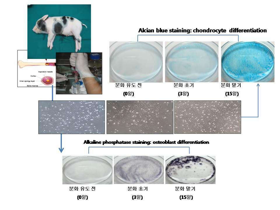 미니돼지 유래 중간엽줄기세포 분화