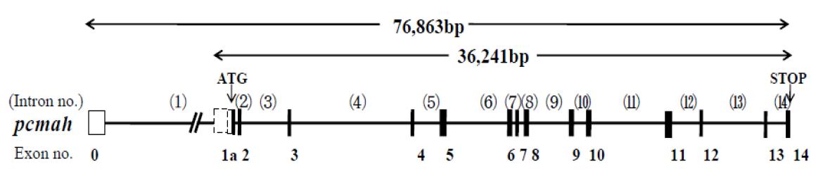 돼지 CMAH 유전자의 구조 분석 및 splicing에 의한 variant 특성