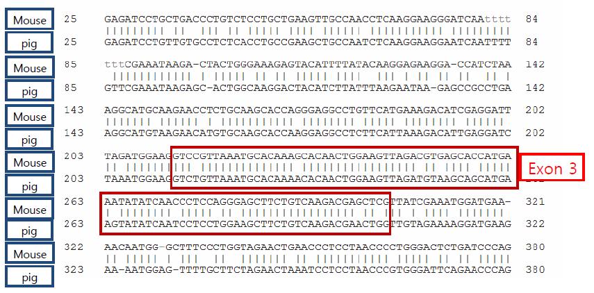 마우스 CMAH exon 6와 돼지 CMAH exon 3 부위의 homology 비교분석