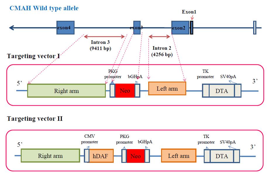 돼지 CMAH knock out vector 및 human DAF knock in vector 제작