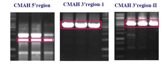 PCR기법을 이용한 미니돼지 체세포에서의 유전자 cloning