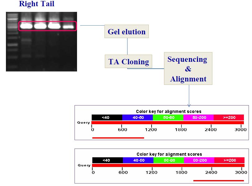 돼지 CMAH의 right arm region의 염색체 염기서열 분석 및 homology 분석