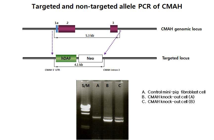 상동 게놈상 돼지 CMAH 유전자 적중 여부의 PCR 확인 결과