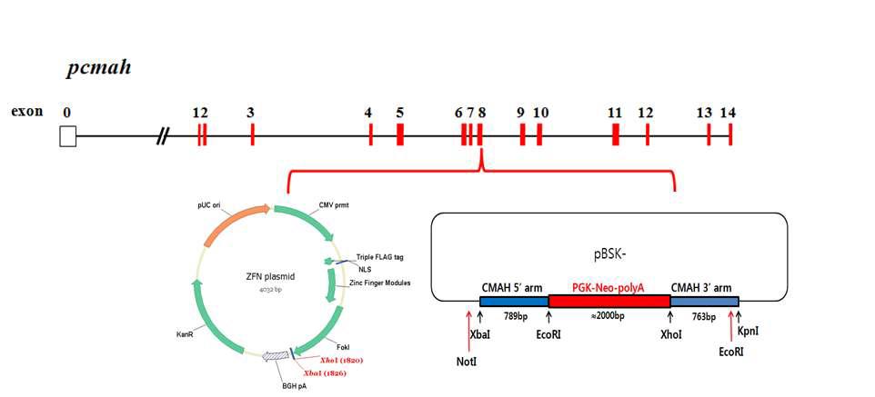 Zinc Finger Nuclease를 이용한 CMAH 적중 벡터의 구조