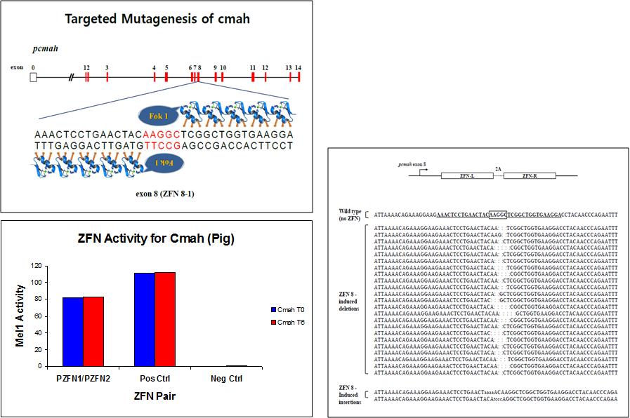 CMAH 유전자에 대한 ZFN 벡터의 Mel-1 활성 측정결과