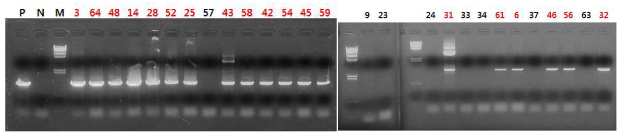 CMAH 적중 체세포 colony의 PCR 분석