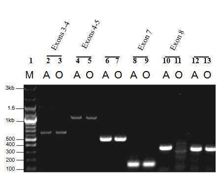 PCR amplification results from animals identified as A or 0 blood group antigen by a serological method.