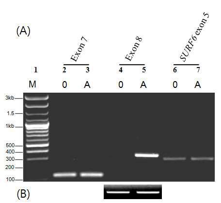 Comparison of gene expression between animals from blood groups A and 0. A. Lane numbers were indicated on top. Lane 1 is DNA size marker (M).