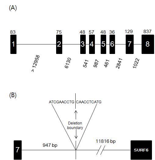 The exon/intron structure of the porcine A0 blood group gene allele A (A) and characterization of the deletion junction involved in the allele 0 (B).