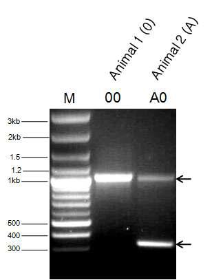 The representative genotyping results of multiplex PCRs for the porcine A0 blood group gene.