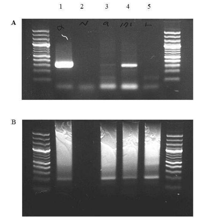 PCR-based AO blood typing results.