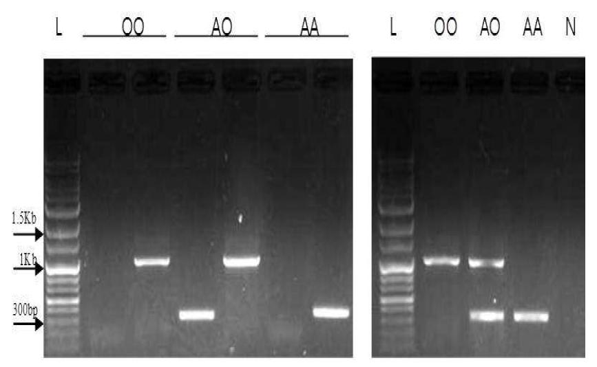 PCR-based new AO blood typing results