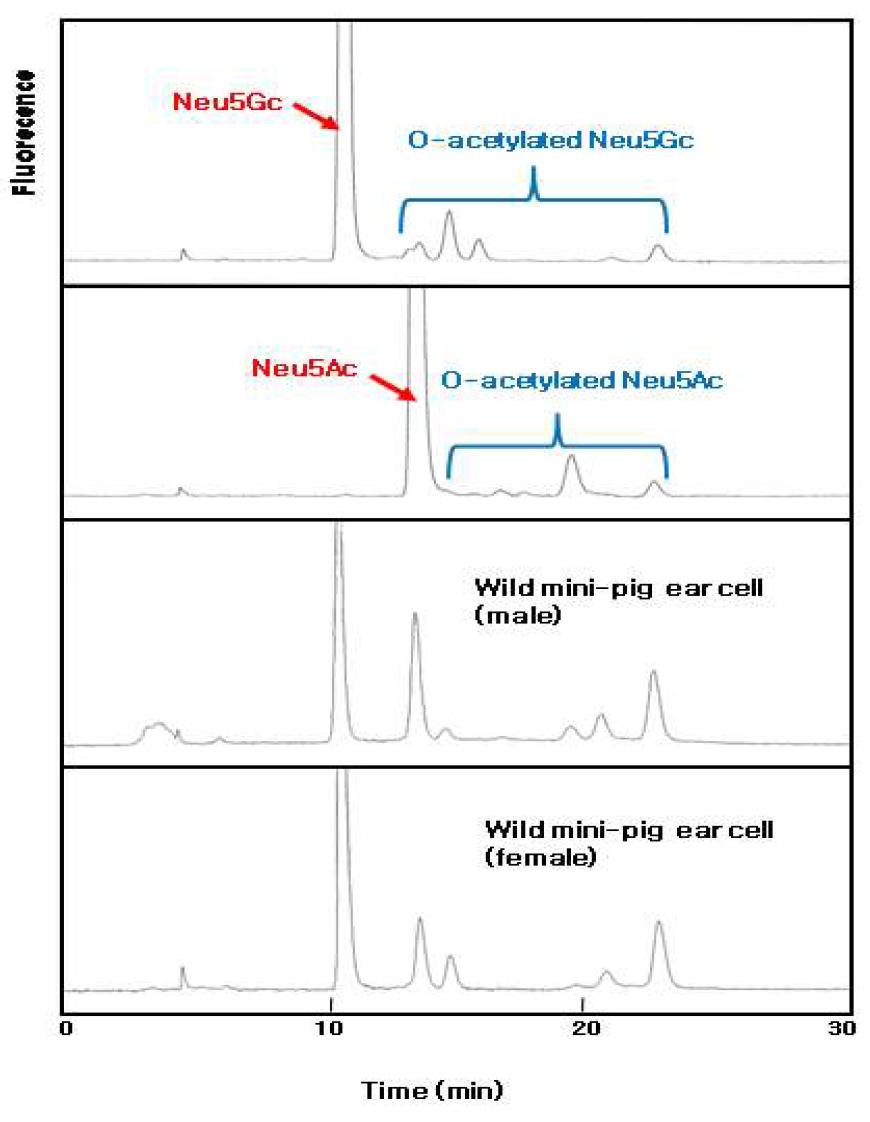 미니돼지 유래 세포에서의 O-acetylated Neu5Ac 및 Neu5Gc 분석