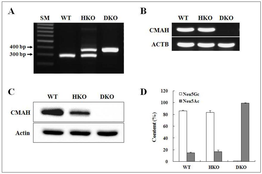 대조군 및 CMAH 적중 생쥐 간에서의 CMAH 유전자 및 단백질 발현과 Sias 함량