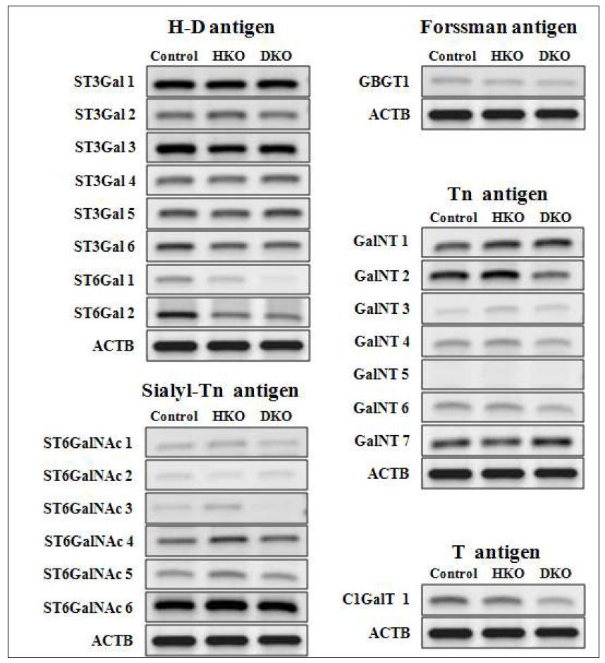 RT-PCR of glycosyltransferases.