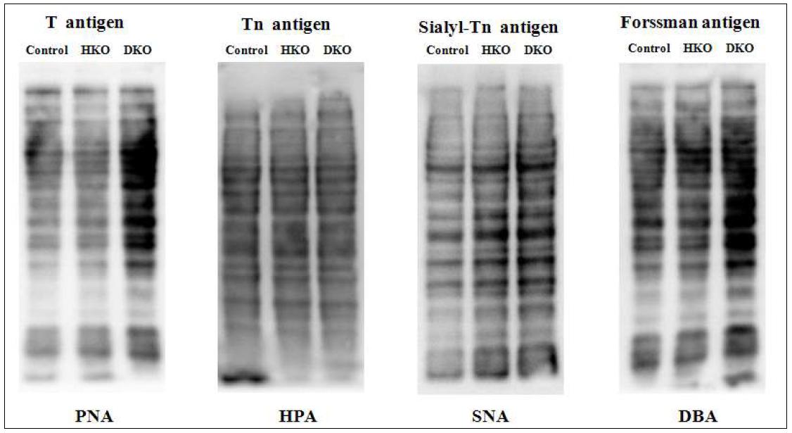 Lectin blots between control and CMAH KO liver