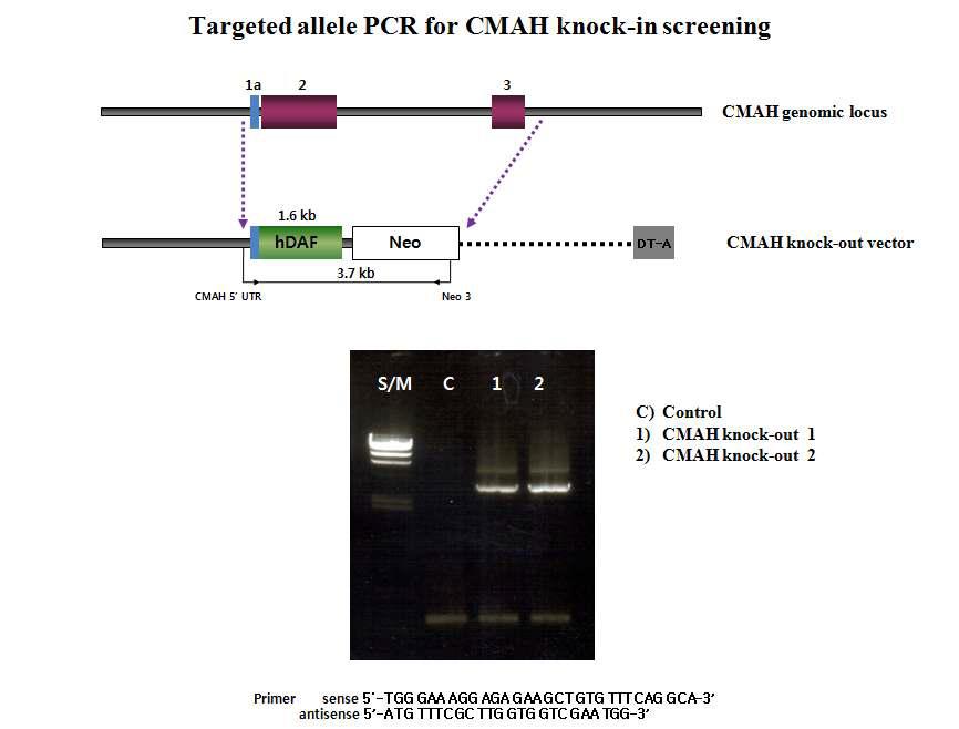 복제수정란의 CMAH 적중 여부 확인