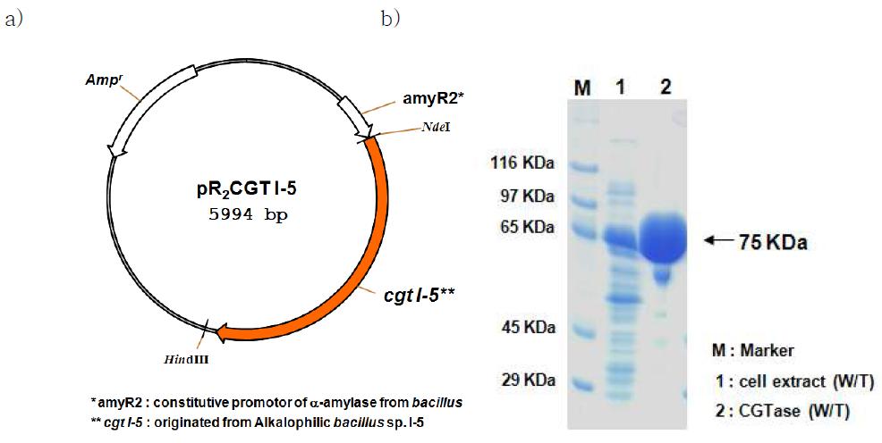 pR2CGTI-5의 구성 (a) 및 CGTase I-5 의 정제 (b)