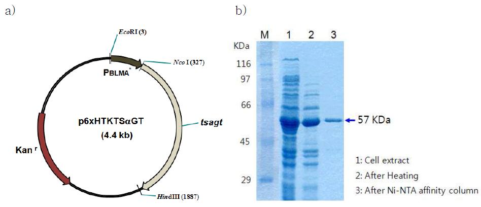 p6XHTKTSαGT의 구성 및 TSαGTase 의 정제