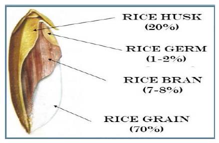 Photographic representation of rice (a cross section)