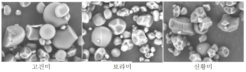 고구마 품종별 전분의 주사전자현미경(SEM) 사진