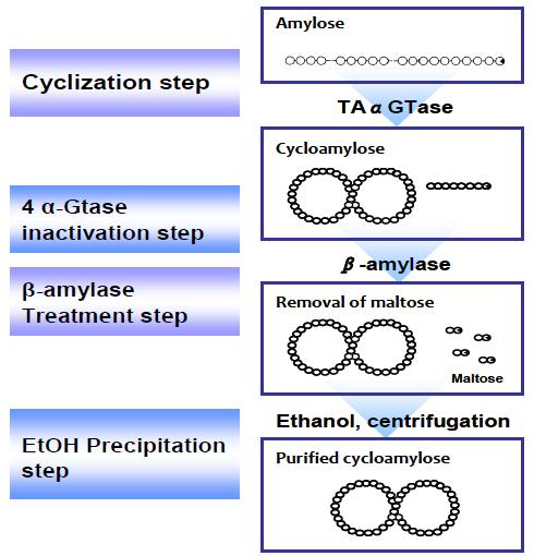 A schematic diagram of the procedure for producing cycloamylose using TAαGTase.
