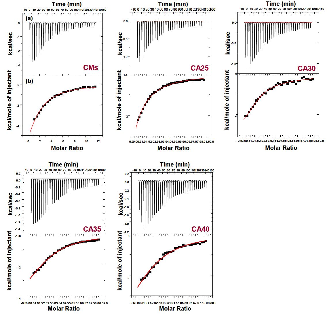 (a) Experimental data for titrations of 8㎕ aliquots of 1.88 mM SDS into a reaction cell containing 0.05 mM CMs, CA25, CA30, CA35 and CA40 at 25℃.