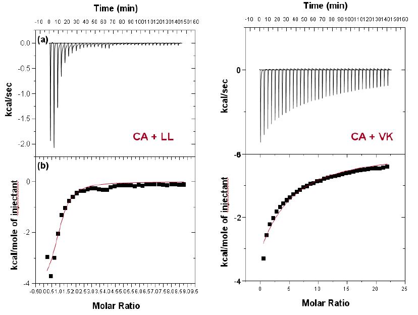 (a) Experimental data for titrations of 8㎕ aliquots of 1.88 mM LL and V3 into a reaction cell containing 0.05 mM CA at 25℃.