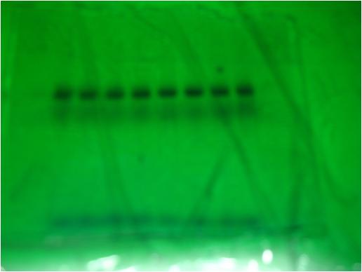 RNA aptamer library의 영동결과