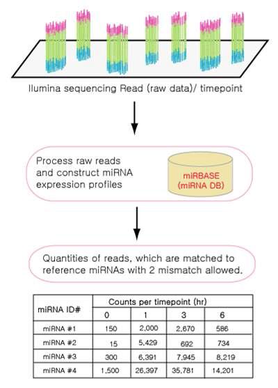 System flow of construction of miRNA expression profiles.