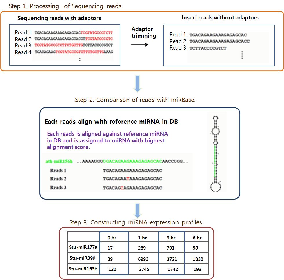 Three steps of miRNA Identification System Flow from Solexa Sequence Data
