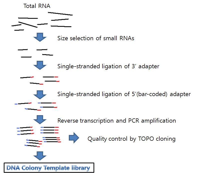 Preapration of DNA Colony Template Library