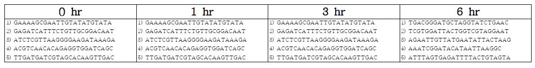 TOPO plasmid에 cloning한 후 quality control을 위해 각 시간대별로 capillary sequencing된 small RNA의 size 및 quality