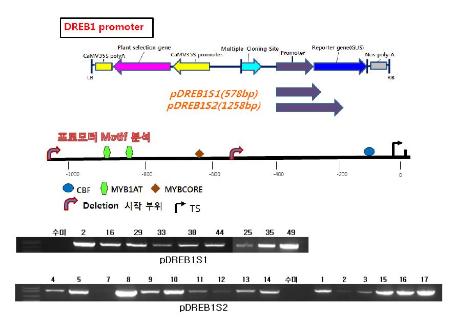 pDREB1S1 promoter binary 벡터 제작