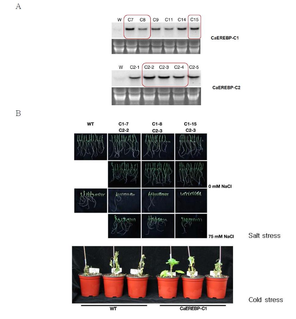 Northern blot analysis(A) and stress tolerance(B) of CaEREBP to check mRNA accumulation in transgenic potato