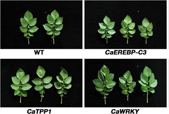 Leaves of transgenic potato of CaEREBP-C3, CaTPP1, and CaWRKY